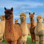 Vând Alpaca perechi