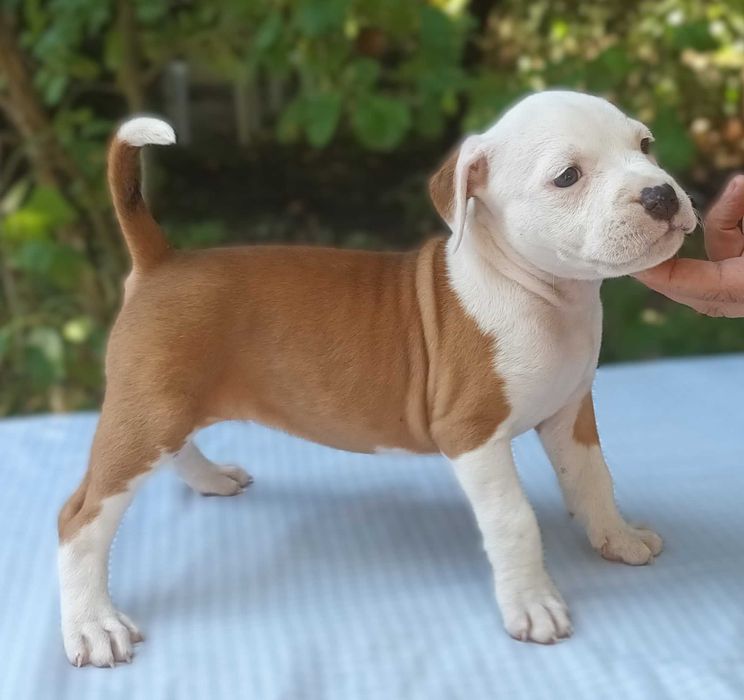 Американски стафордширски териер - елитни родители с родословие