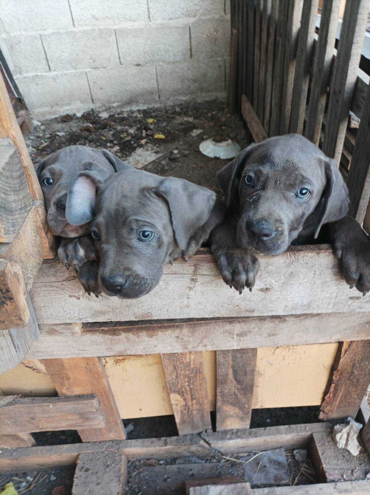 Продавам Кане Корсо