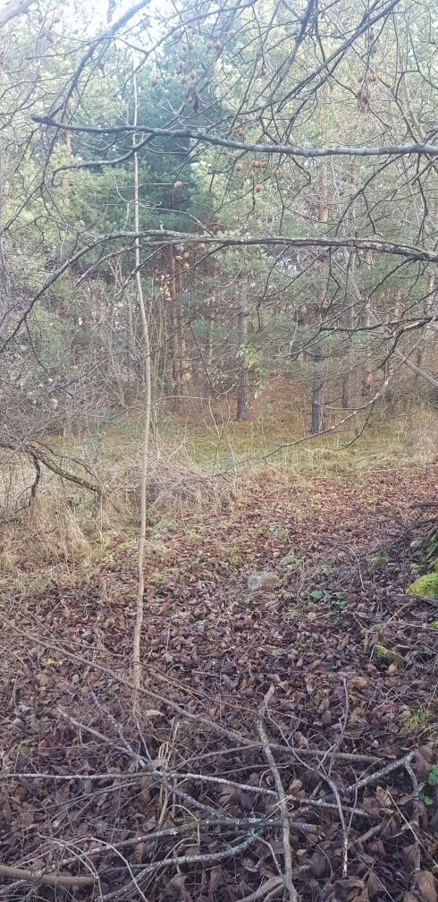 Продава се Къща в с. Гюешево, Област Кюстендил - 74 кв.м за 290 €/кв.м - Снимка #7