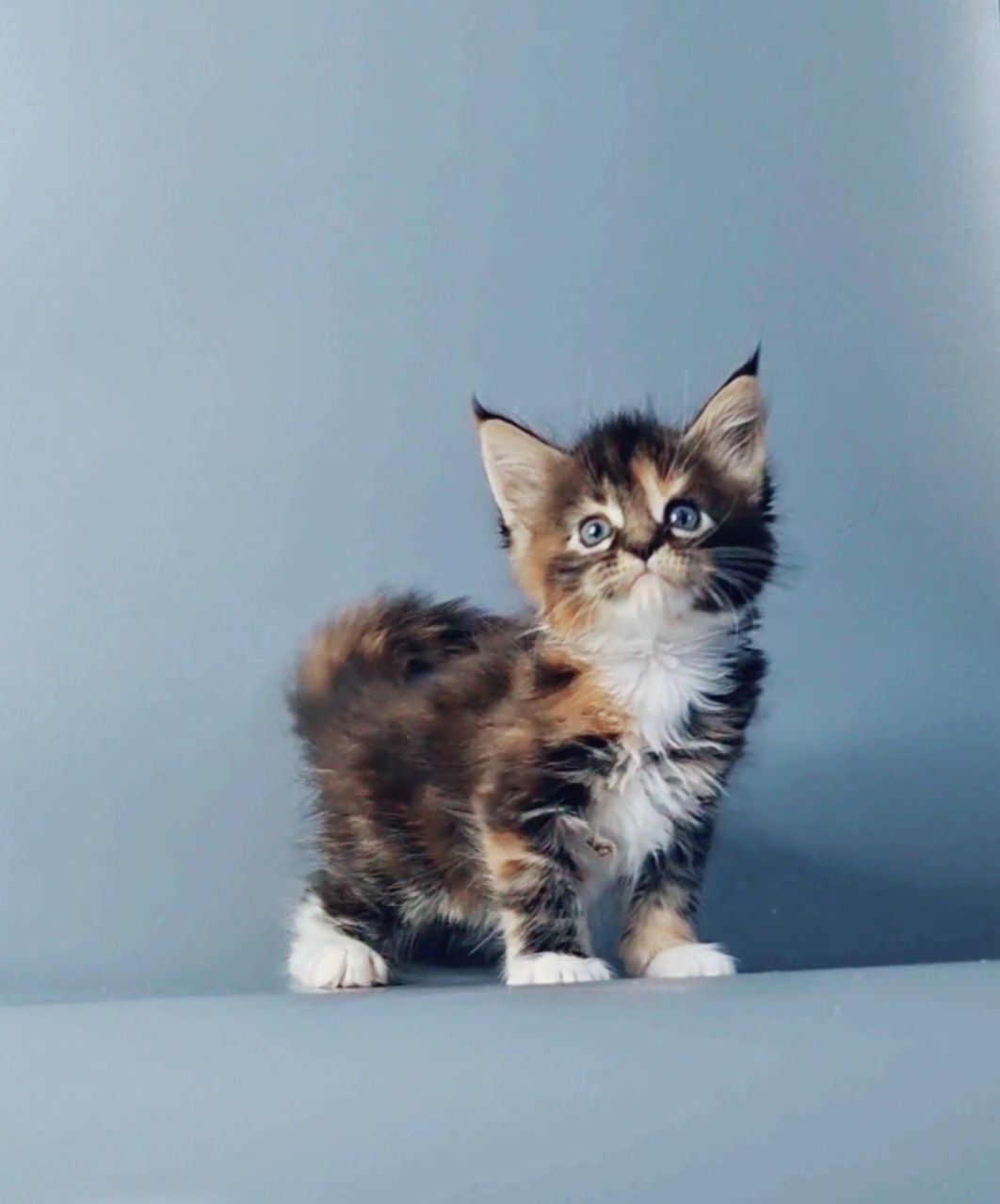 Мейн-кун котята из питомника.
