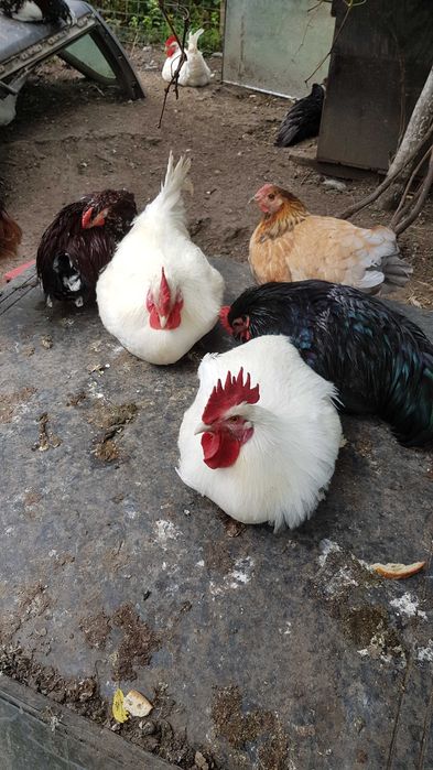 Vând cocoși rasa La Bresse