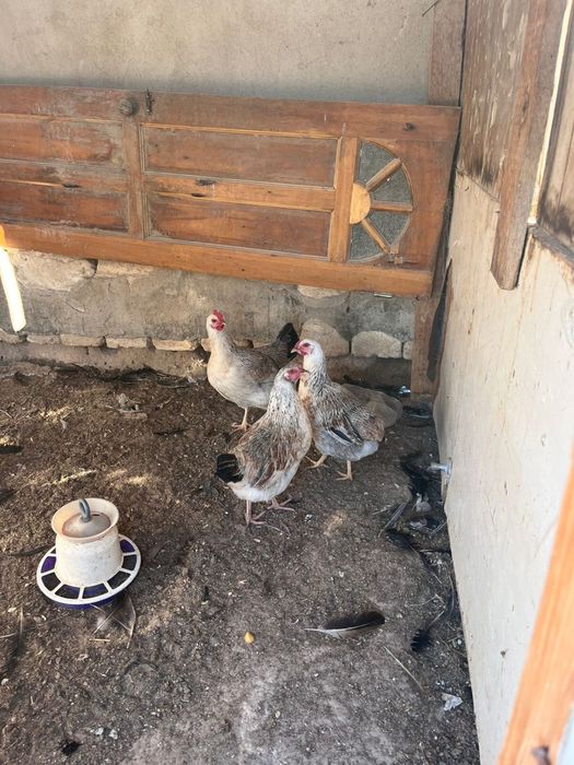 Загорски и Кучин породы продается