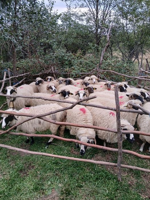 Vând 30 oi țurcane