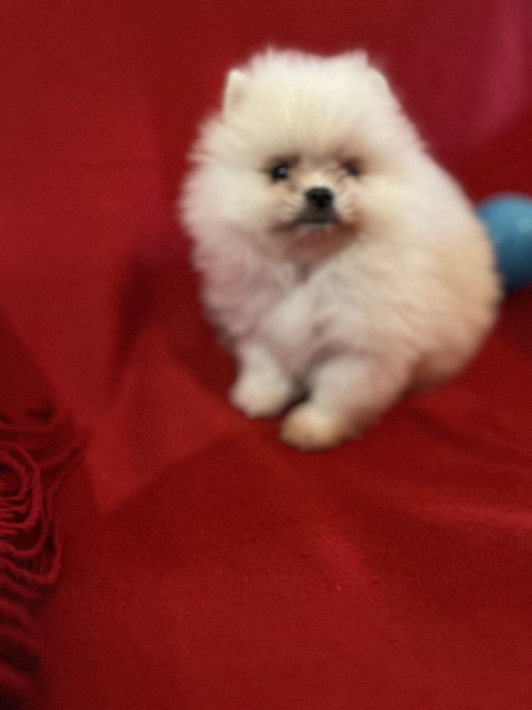 Pomeranian baietel