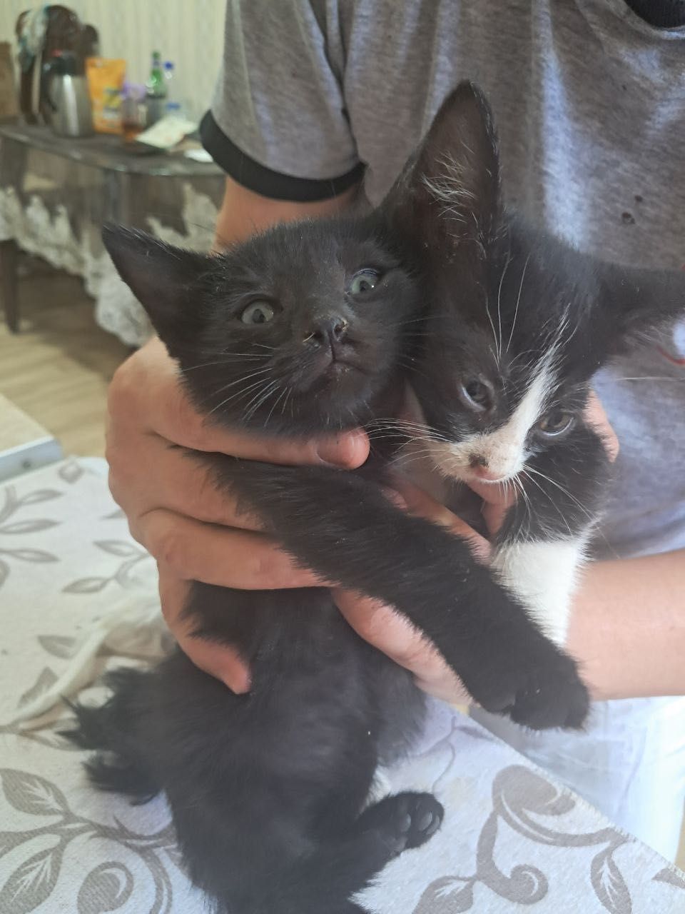 Котята бесплатно даром