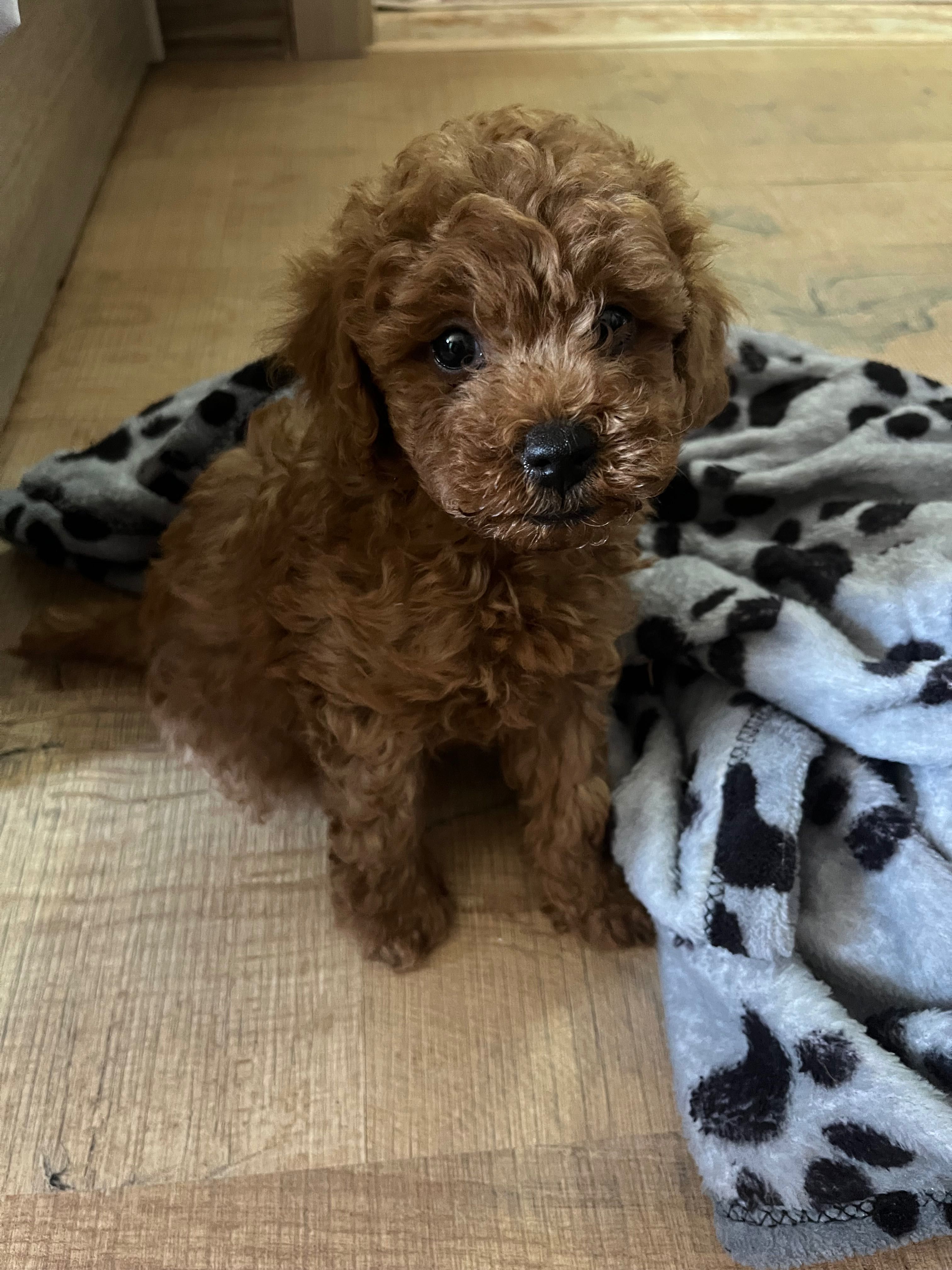 Пудел Той/ Poodle Toy