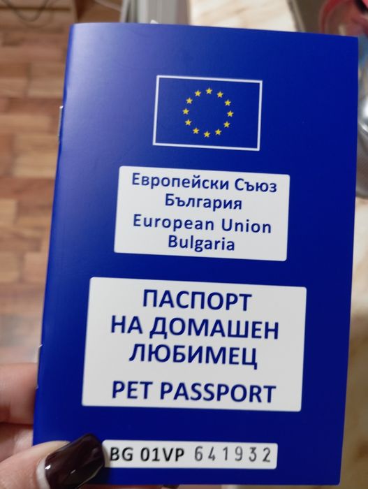 Малтийска болонка