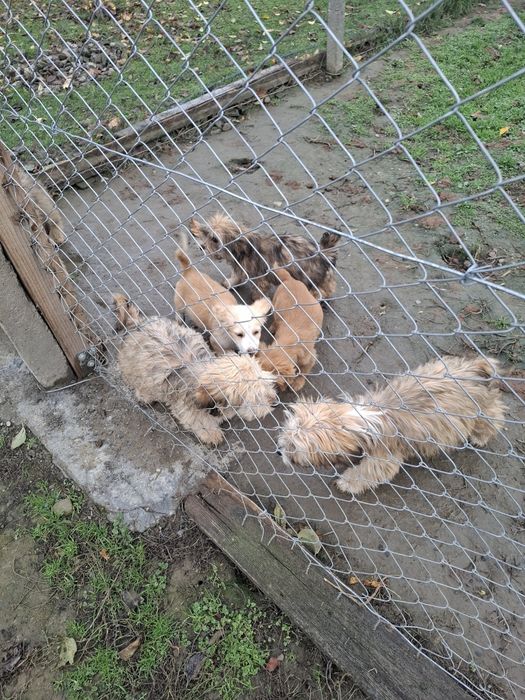 Donez catei  talie mica  sint mici și jucausi se pot vedea în Focșani(