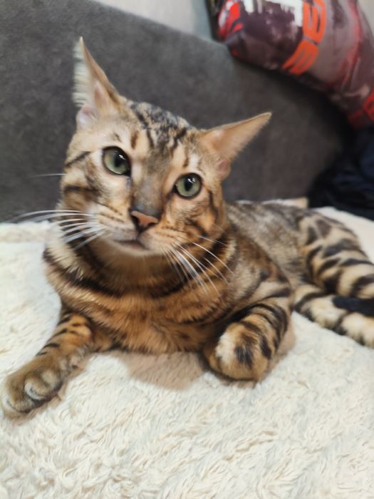 Вязка кот бенгальский