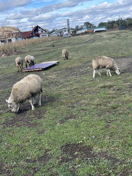 Vand oaie si berbecut texel