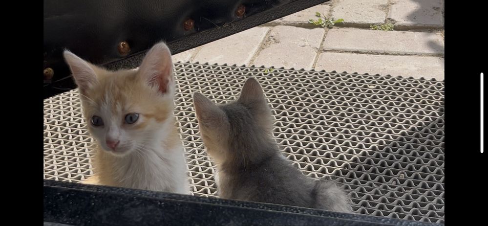 Котята мальчик и 2 девочки