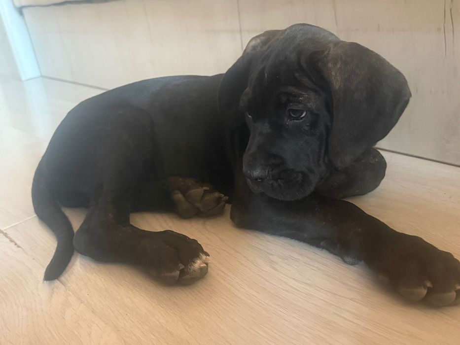 Кане Корсо мъжко