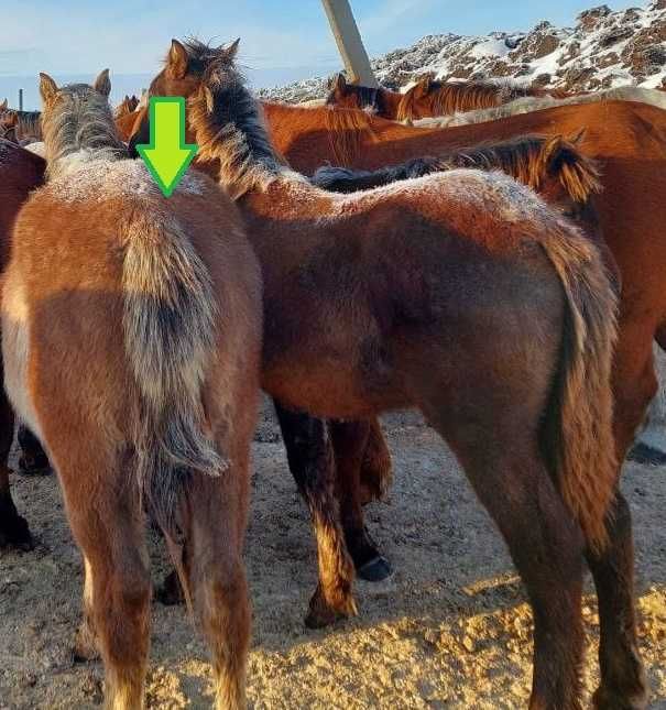 Продам тай, жеребчик.