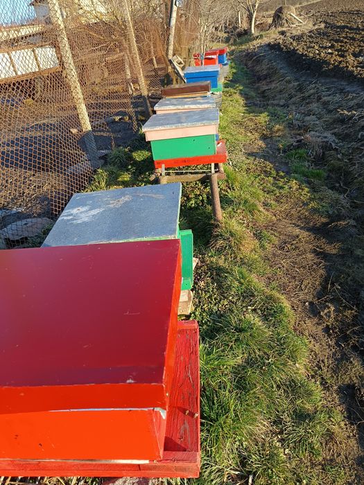 Vând lazi de stupi, famile