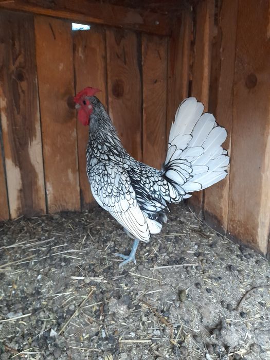 Gaini sebring argintiu