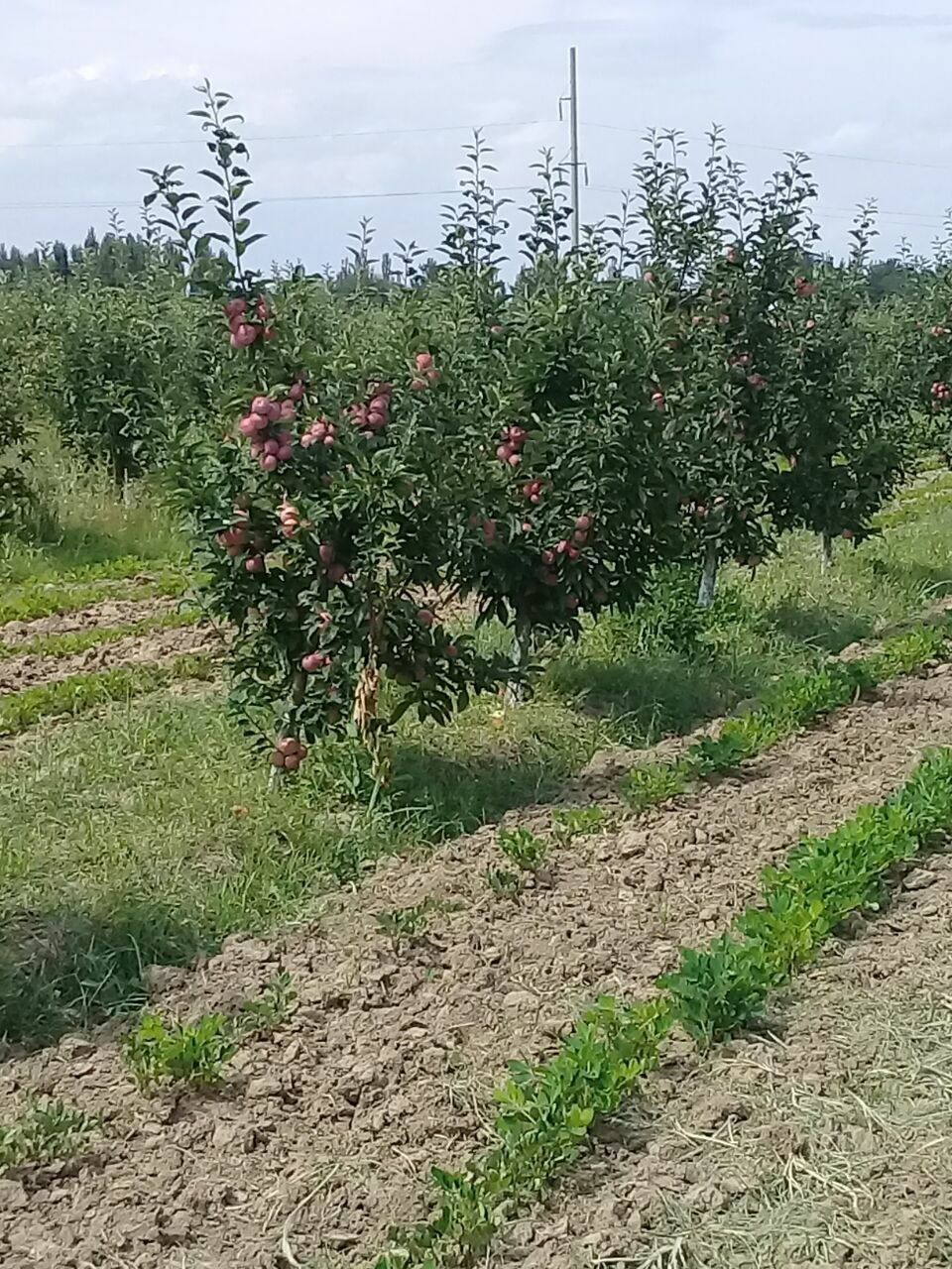 ОЛМА Кучатлари сортига сертификат турига дакументални кафолат берилади