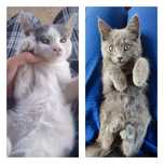 Отдам котят, крысоловки (Бурундай)