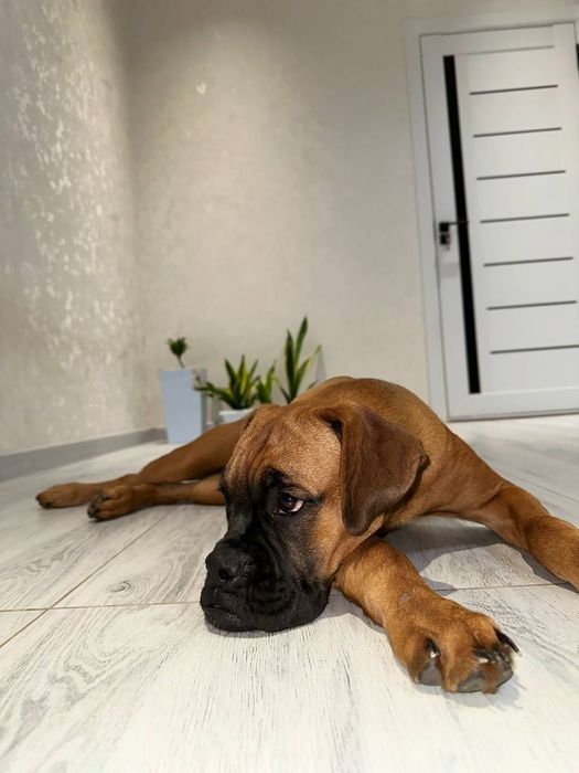 Продаются Щенки немецкого боксера