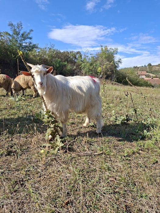 Vând urgent țap sau schimb cu oaie