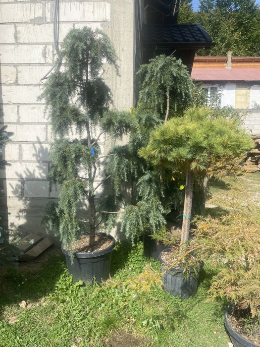 Brazi,și plante ornamentale etc