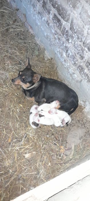 Чихуахуа пародали ит болалари сотилади