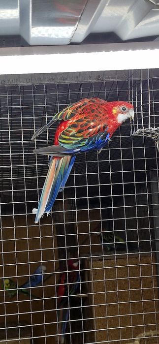 Продам  Розелл пара