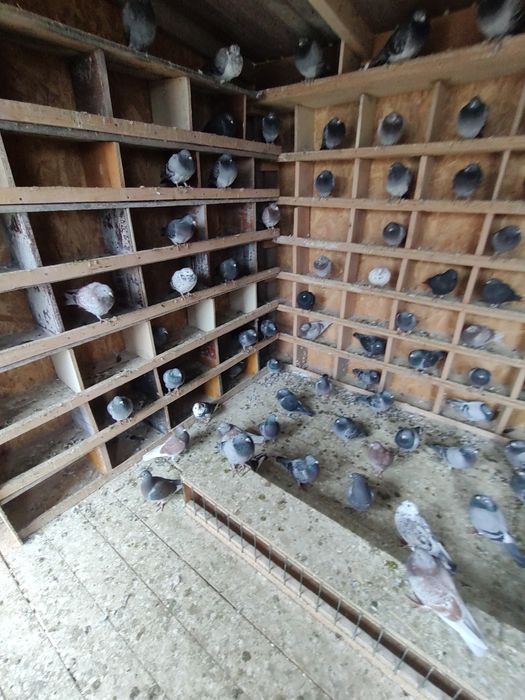 Vând porumbei de anul ăsta și bătrâni sau schimb lot de 30 bucati