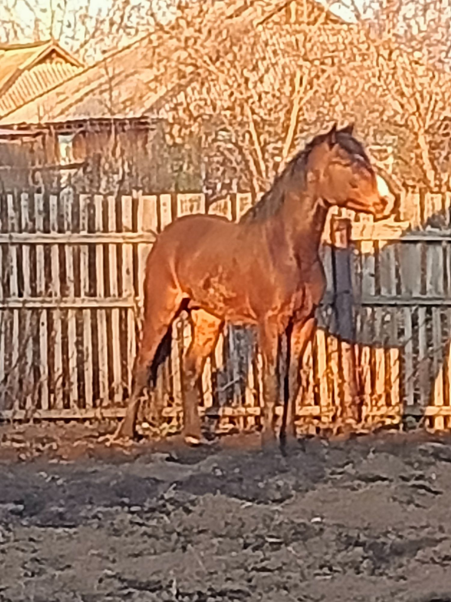 Продам жеребца. Или обмен