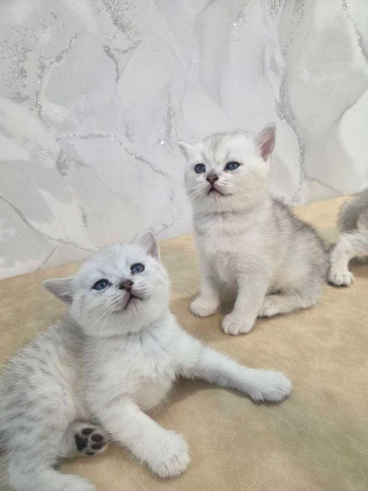 Продается котята чистокровные британские шиншиллы
