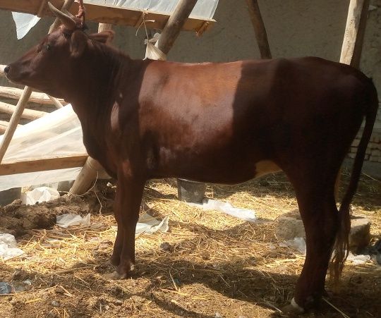 Semiz gʻunojin sotiladi molga 100 foiz garantiya beraman uyni moli