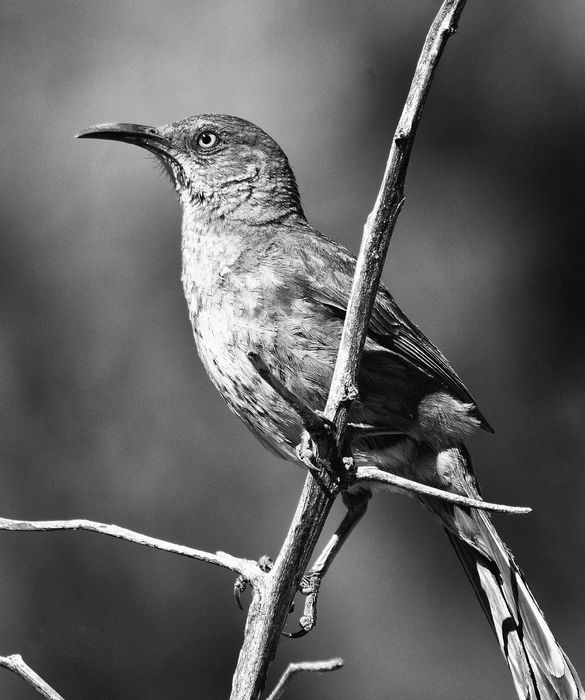 Nikon AF 80-400mm f/4.5-5.6D ED VR Nikkor обектив Никон