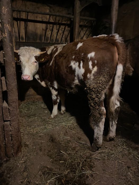 Junincă de 11 luni bălțată românească.