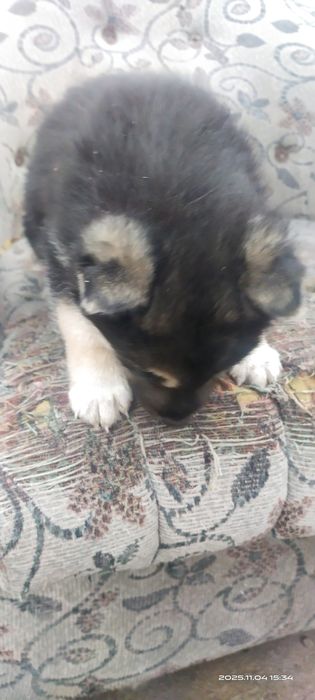 Продается Щенок девочка