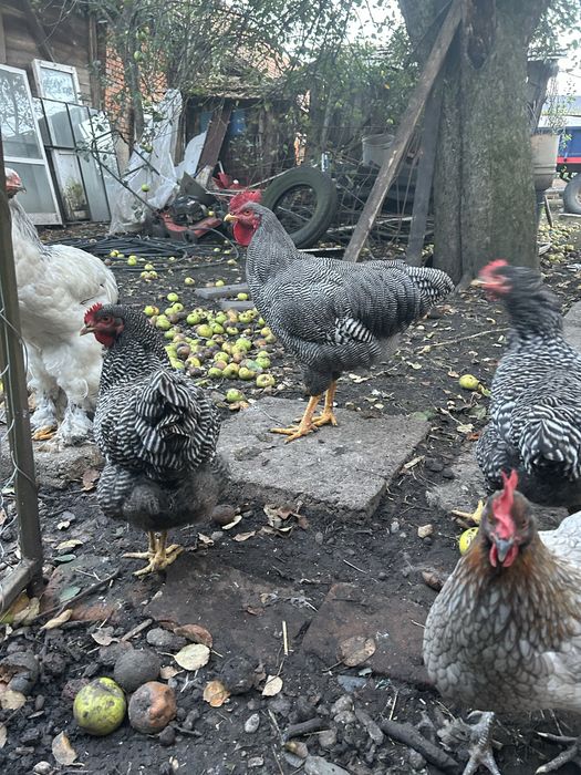 Cocosi Brahma hd Cochinchina urias Plymouth rok barat Marans