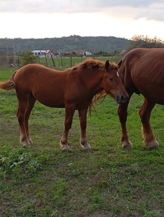 Vând ieapa de 5 ani cu mânză de 8 luni i