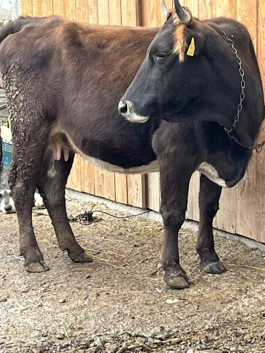 Vând vaca în 8 luni