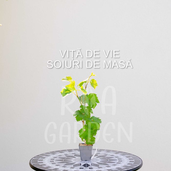 Viță de vie – soiuri de masă și pentru vin, butași de calitate