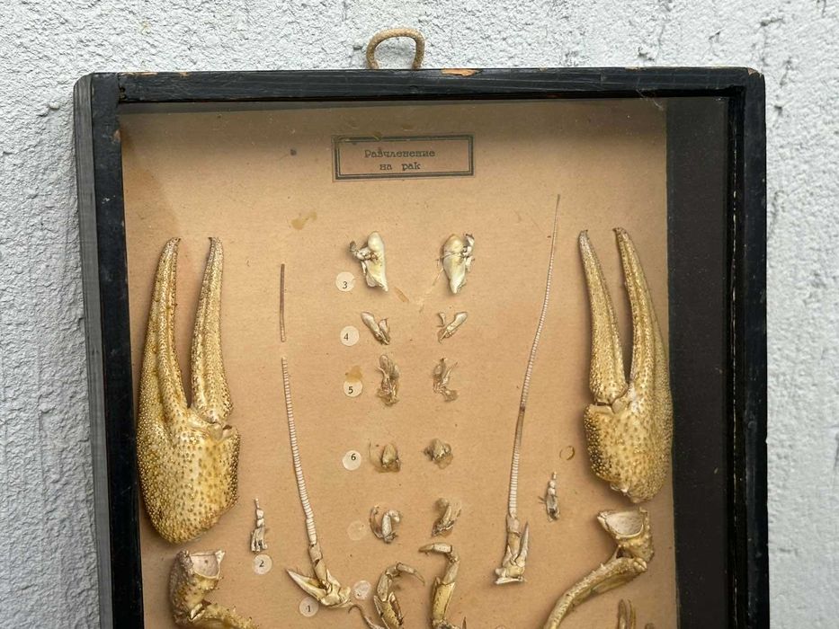 Соц Учебен Модел на Рак Разчленен Учтехпром