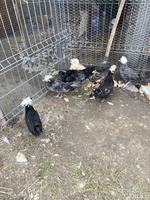 Vand gaini motate olandeze