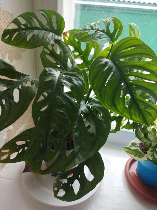 Комнатные цветы продам