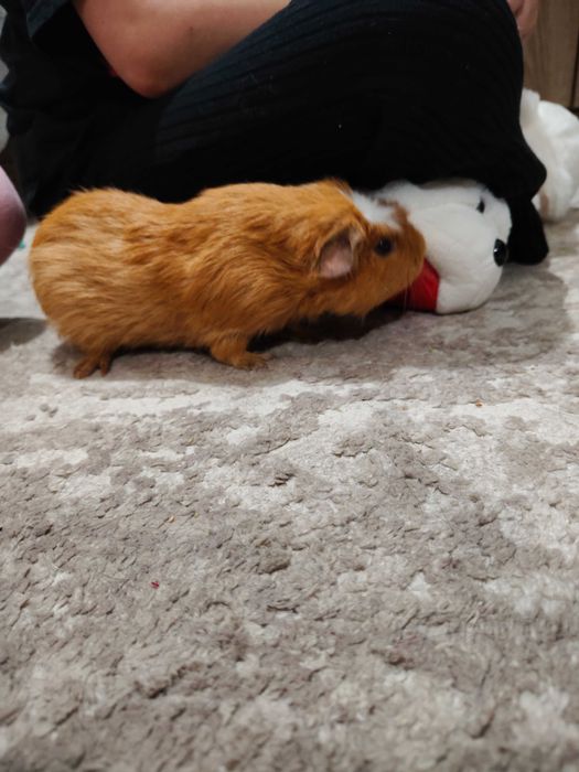 Продавам морски свинчета