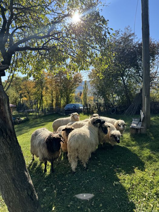 Vând 7 oi şi un berbece