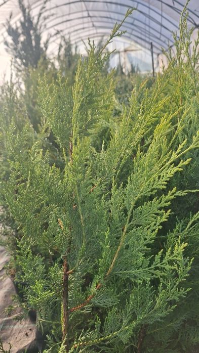 Бързорастящи и вечнозелени растения