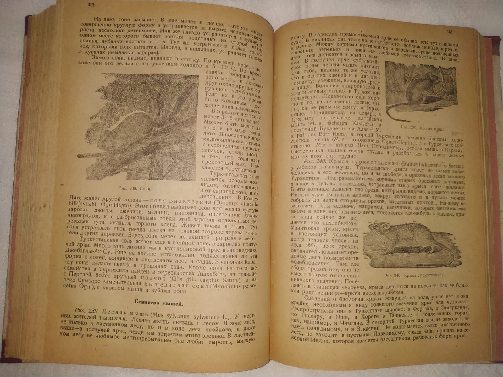 Кашкаров. Животные Туркестана. 1931 год