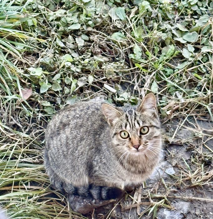 Отдам котенка в добрые и заботливые руки