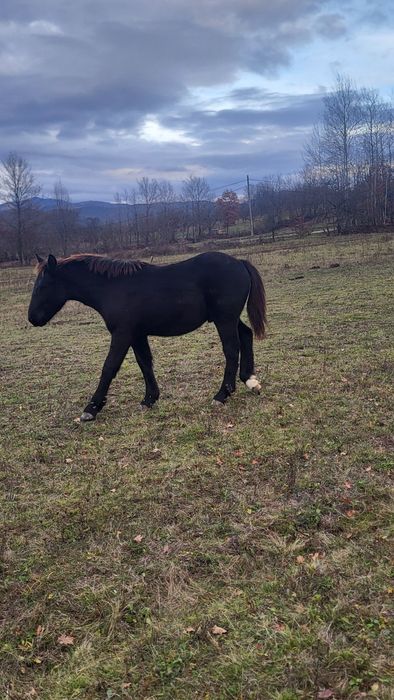 Vând mânz armăsar