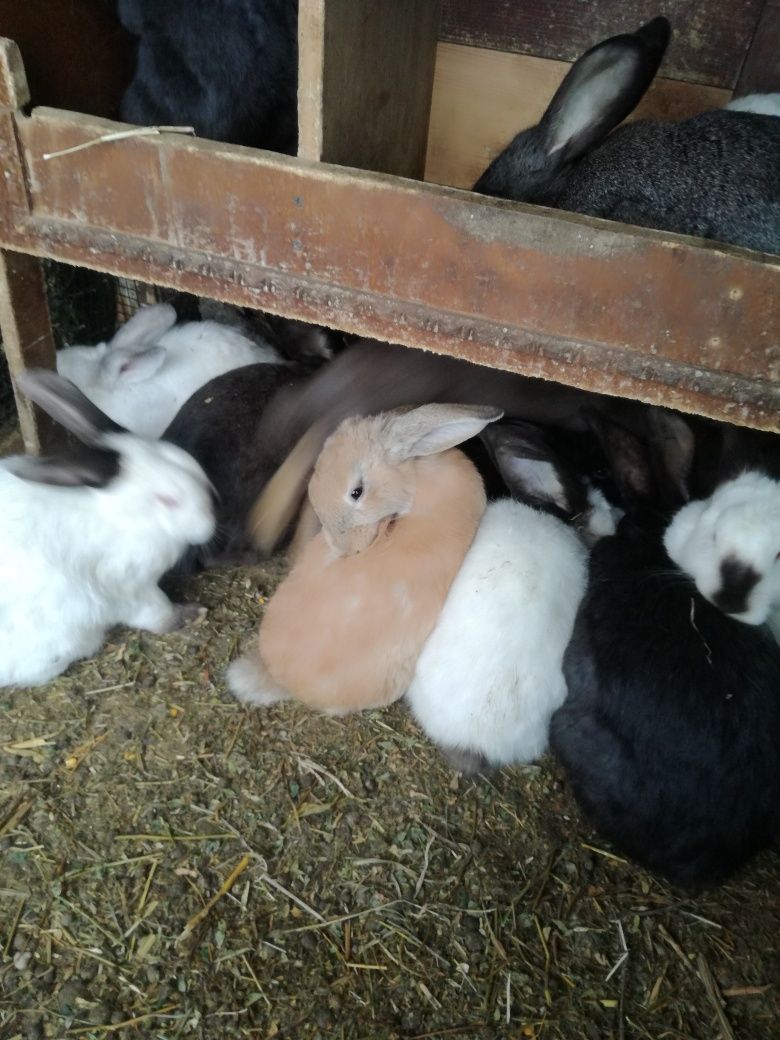 La 4 iepuri cumpărați se da unul gratis