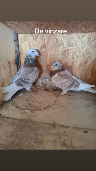 Standard vechi de vinzare