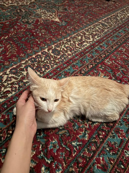 Отдам в добрые руки, бесплатно.